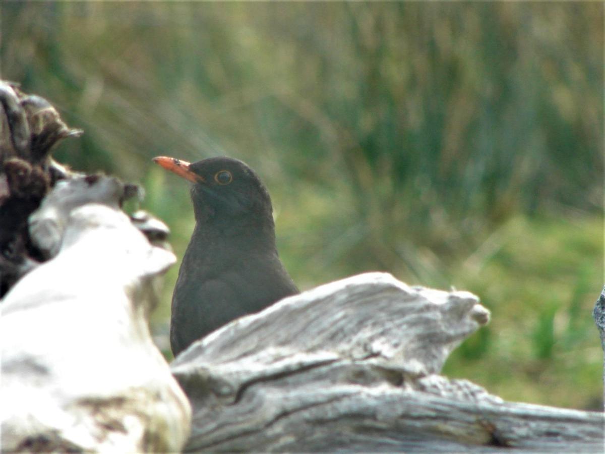 Clifden Wildflower Cottage - Clifden Countryside Lettings Екстериор снимка