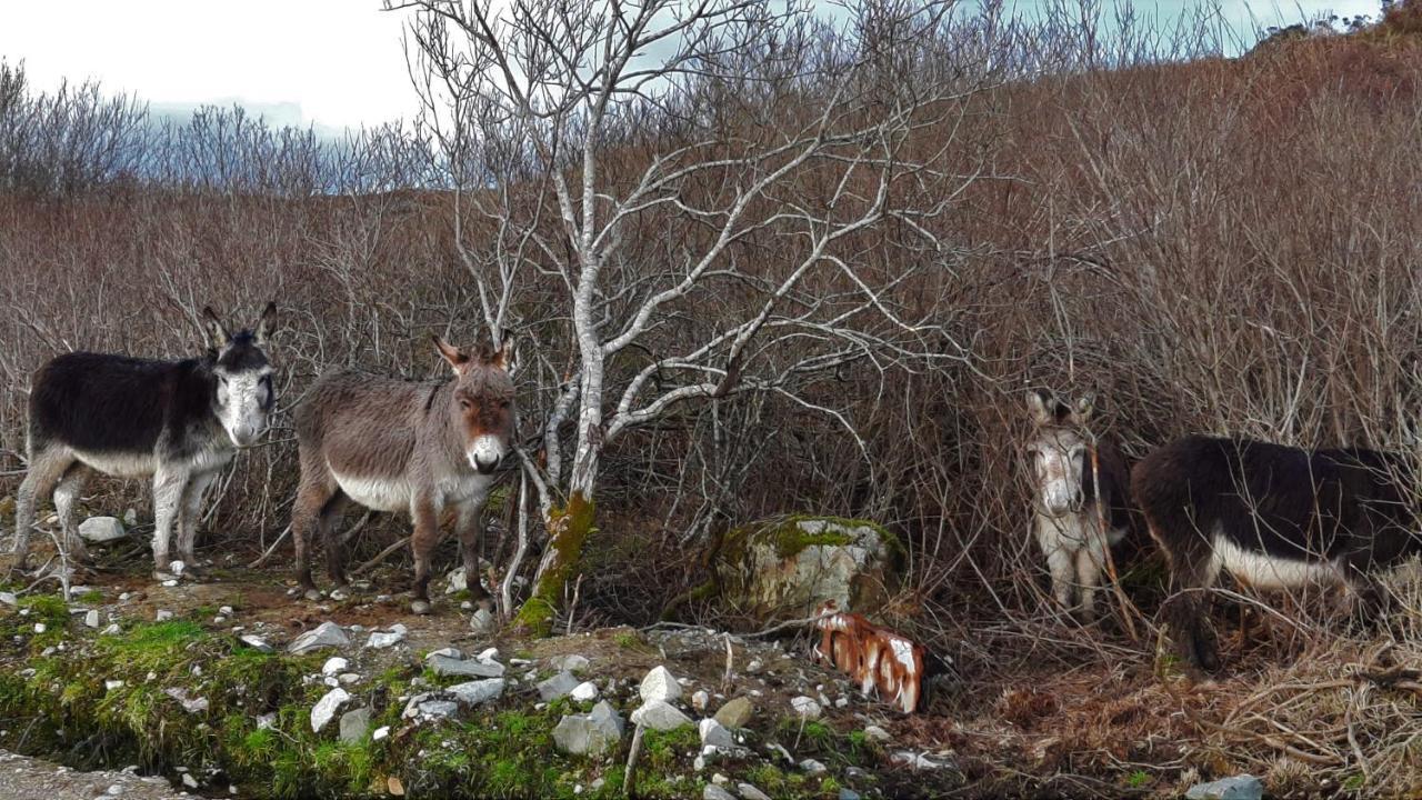 Clifden Wildflower Cottage - Clifden Countryside Lettings Екстериор снимка